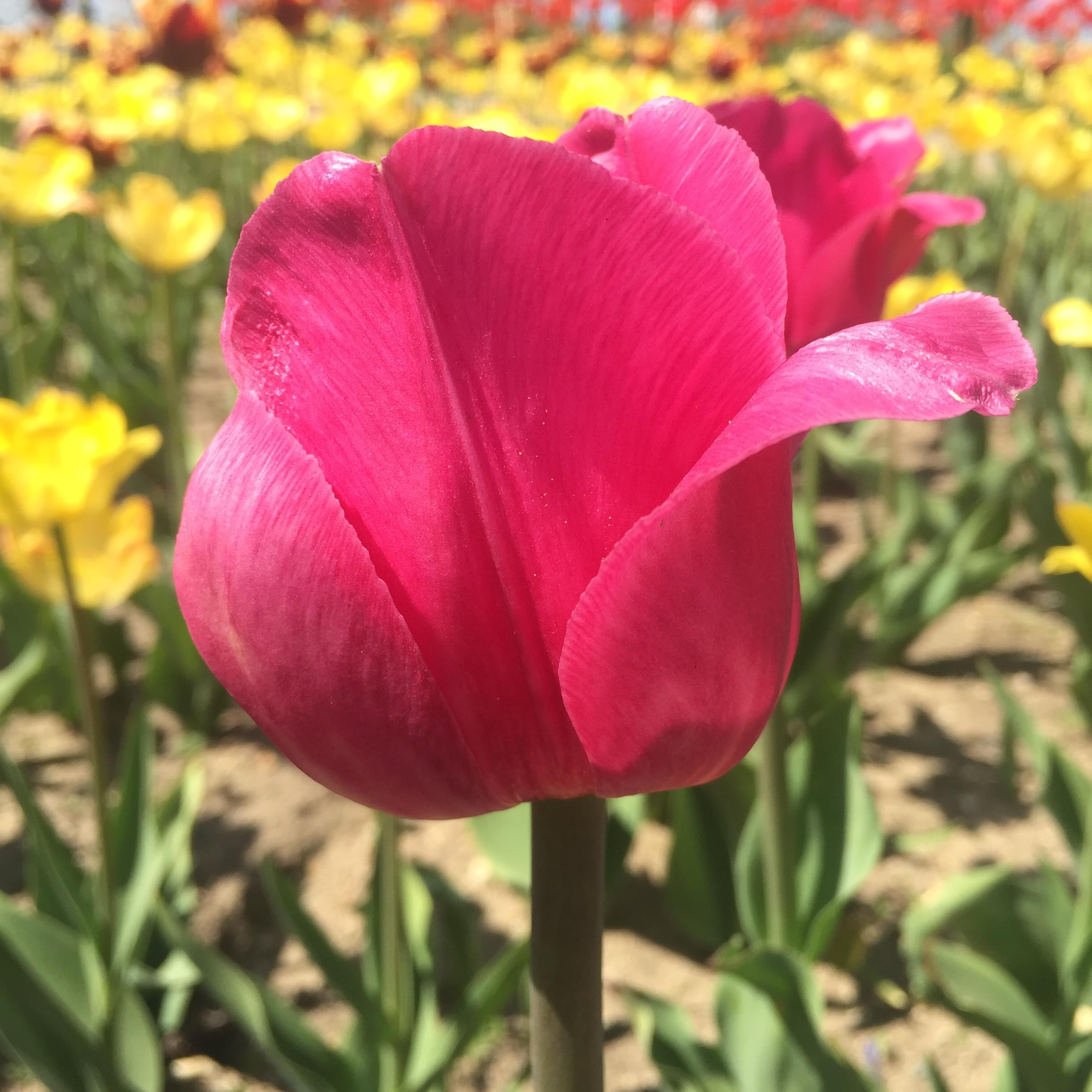 Pink tulip in bloom